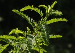 Aeschynomene nodulosa var. glabrescens