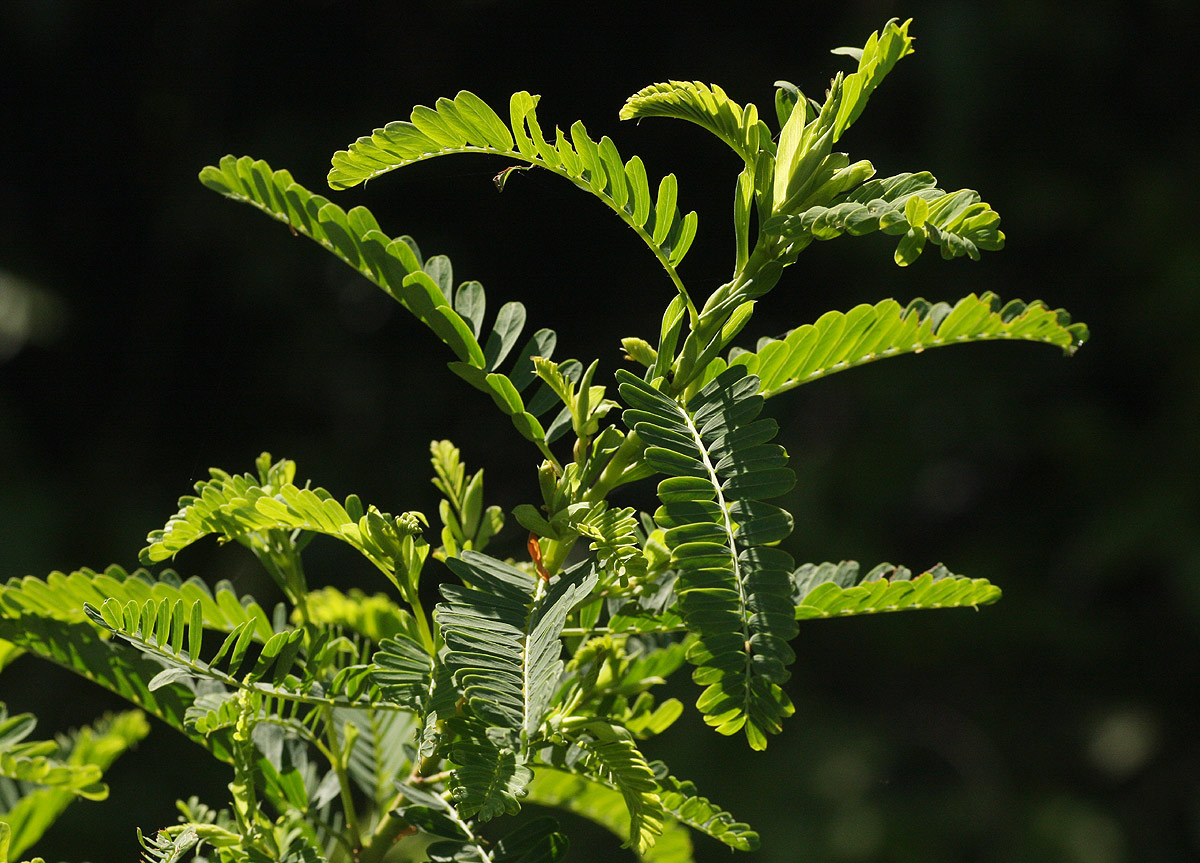Aeschynomene nodulosa var. glabrescens