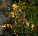 Aeschynomene nodulosa var. glabrescens