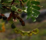 Aeschynomene nodulosa var. glabrescens