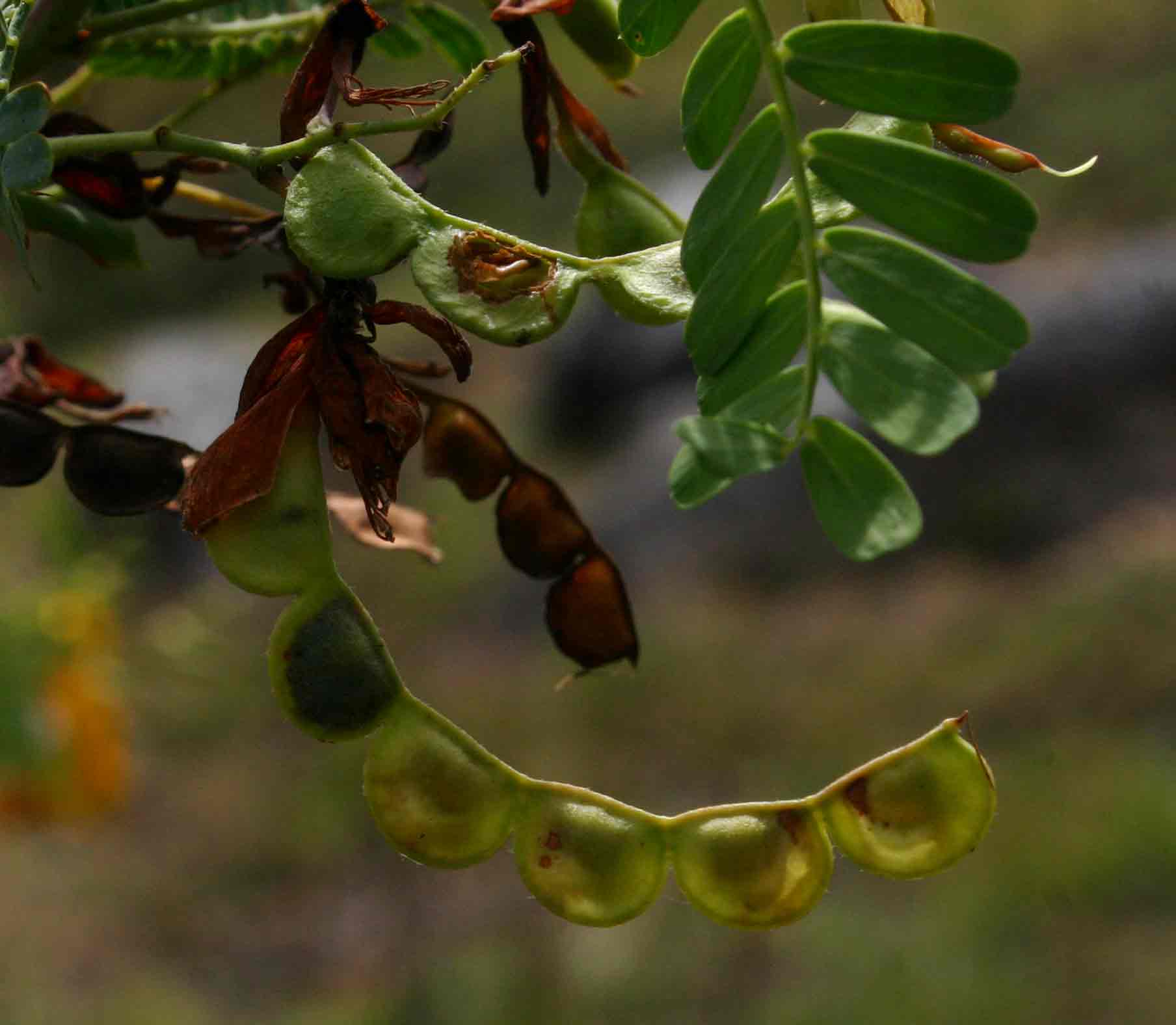 Aeschynomene nodulosa var. glabrescens