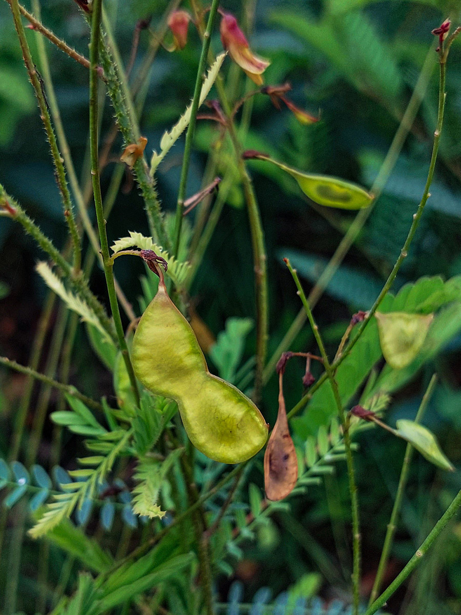 Aeschynomene nyassana