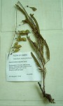 Aeschynomene nyassana