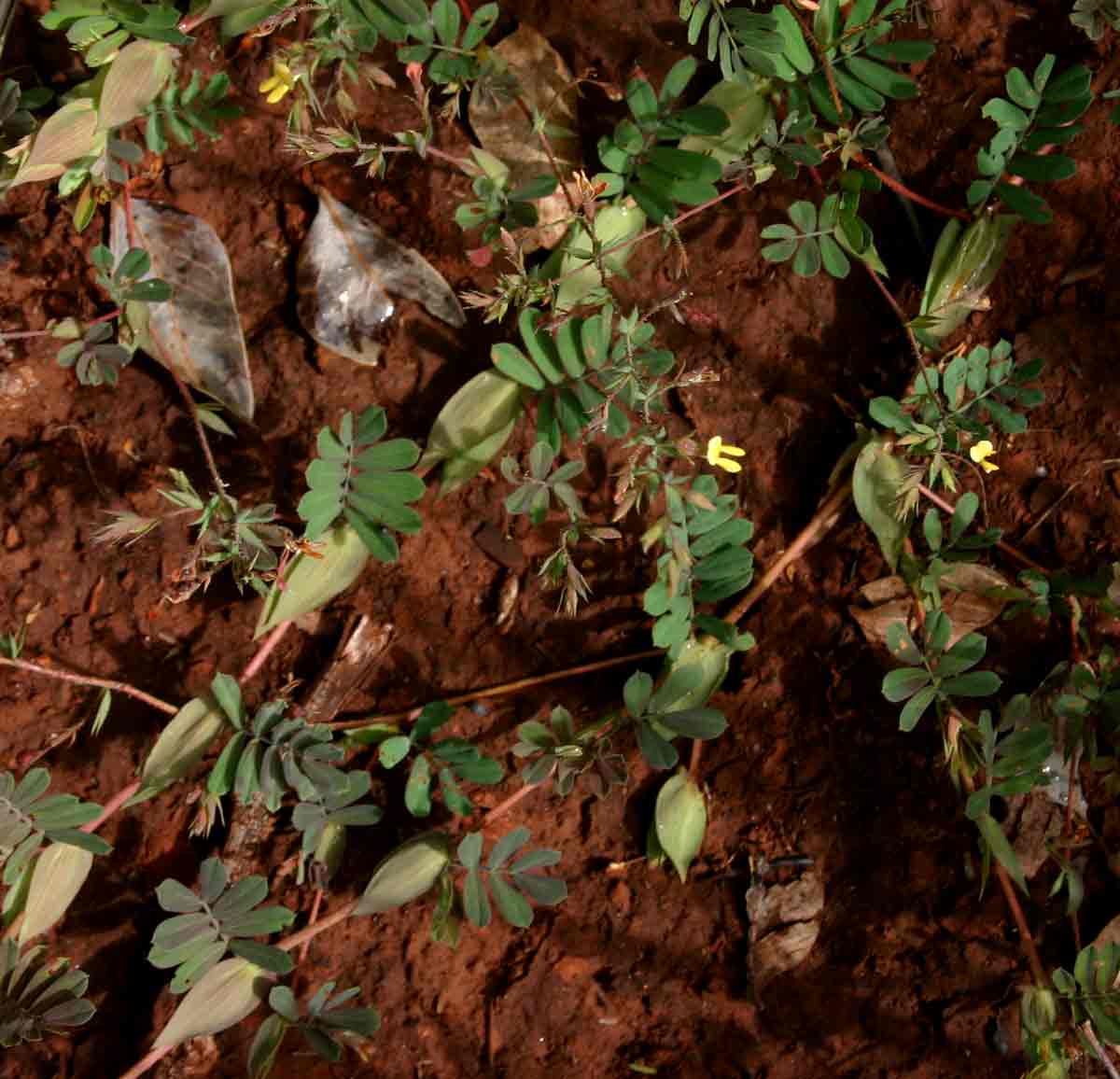 Aeschynomene rhodesiaca