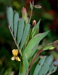 Aeschynomene rhodesiaca