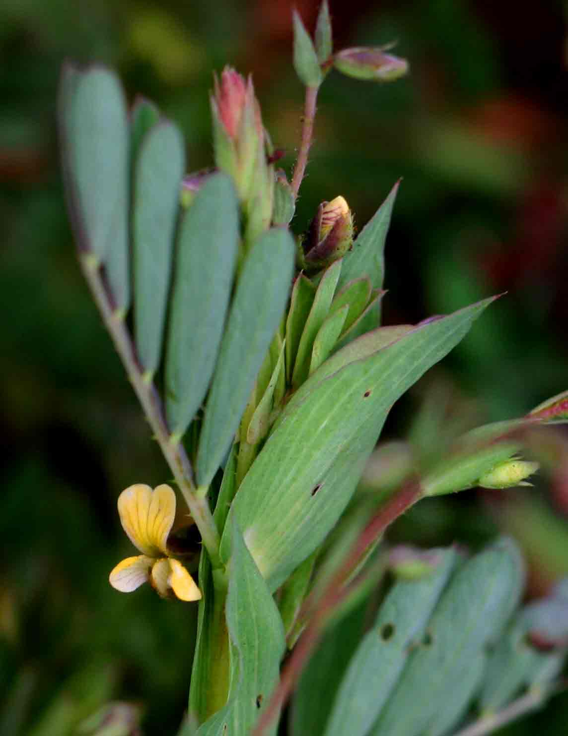 Aeschynomene rhodesiaca