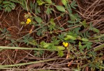 Aeschynomene rhodesiaca