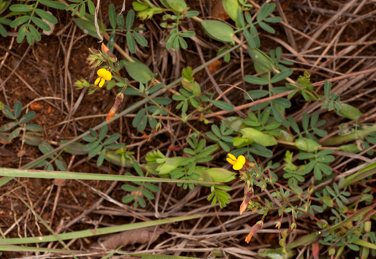 Aeschynomene rhodesiaca