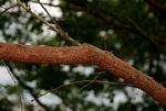 Aeschynomene schliebenii var. mossambicensis