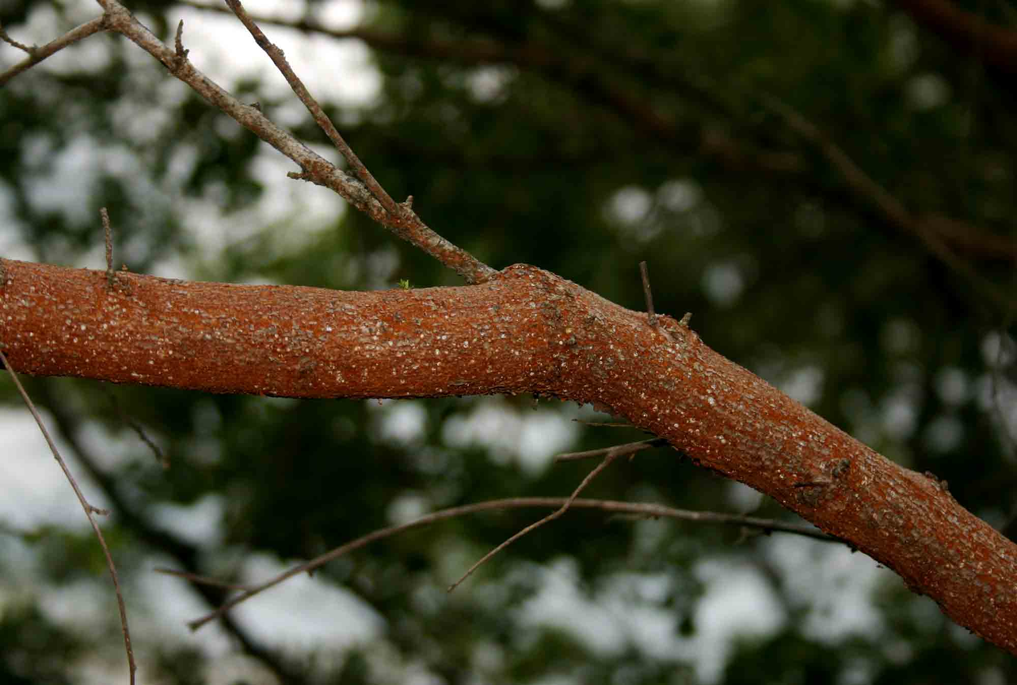 Aeschynomene schliebenii var. mossambicensis