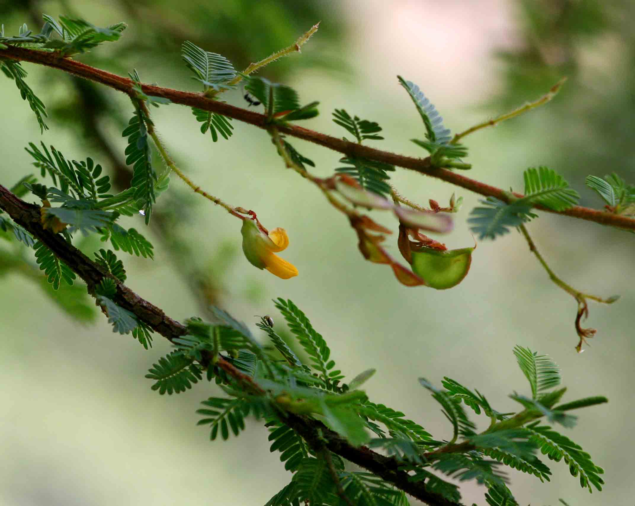 Aeschynomene schliebenii var. mossambicensis