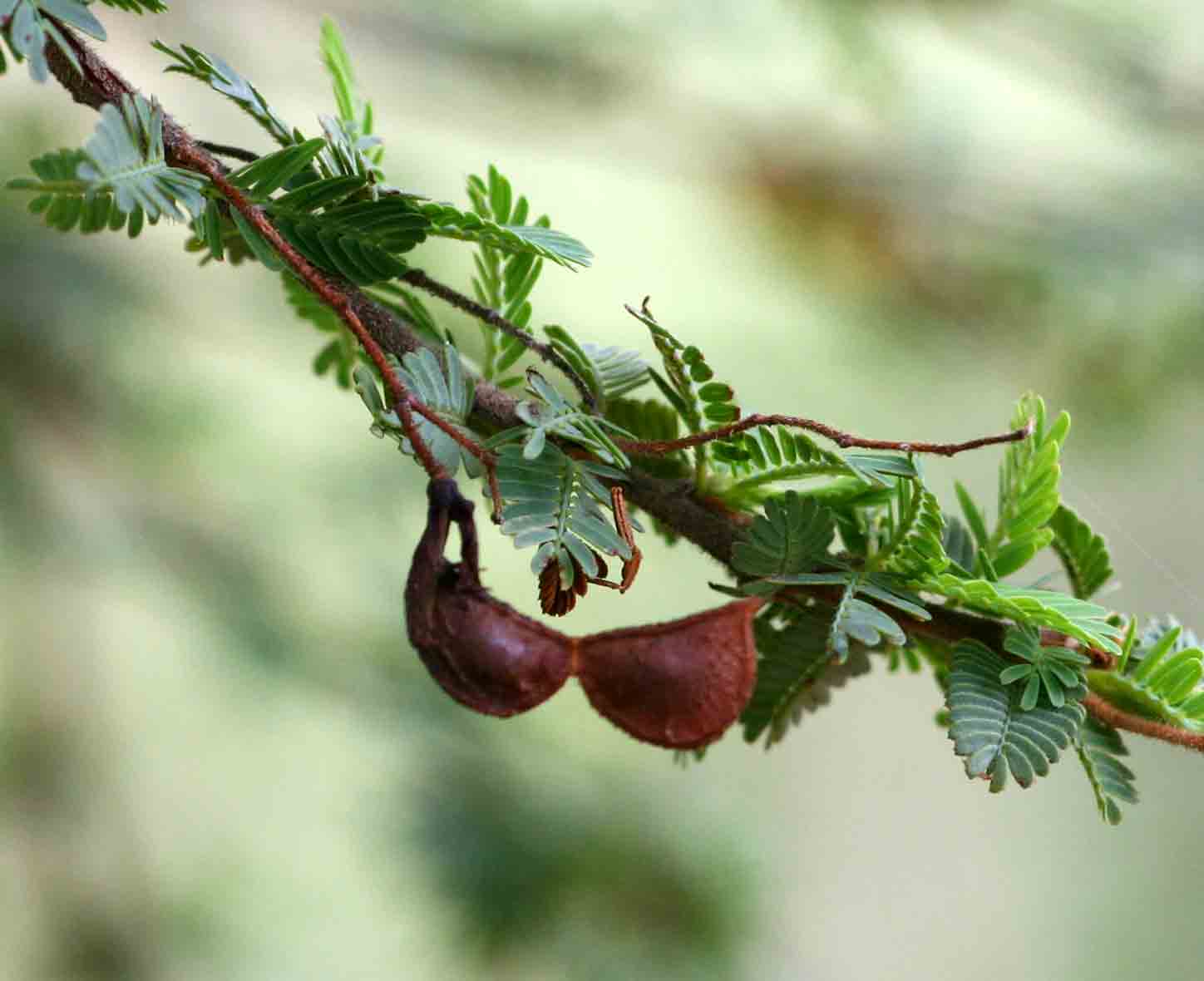 Aeschynomene schliebenii var. mossambicensis