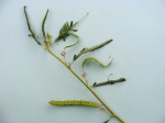 Aeschynomene uniflora var. uniflora