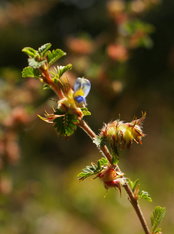 Kotschya strigosa var. strigosa