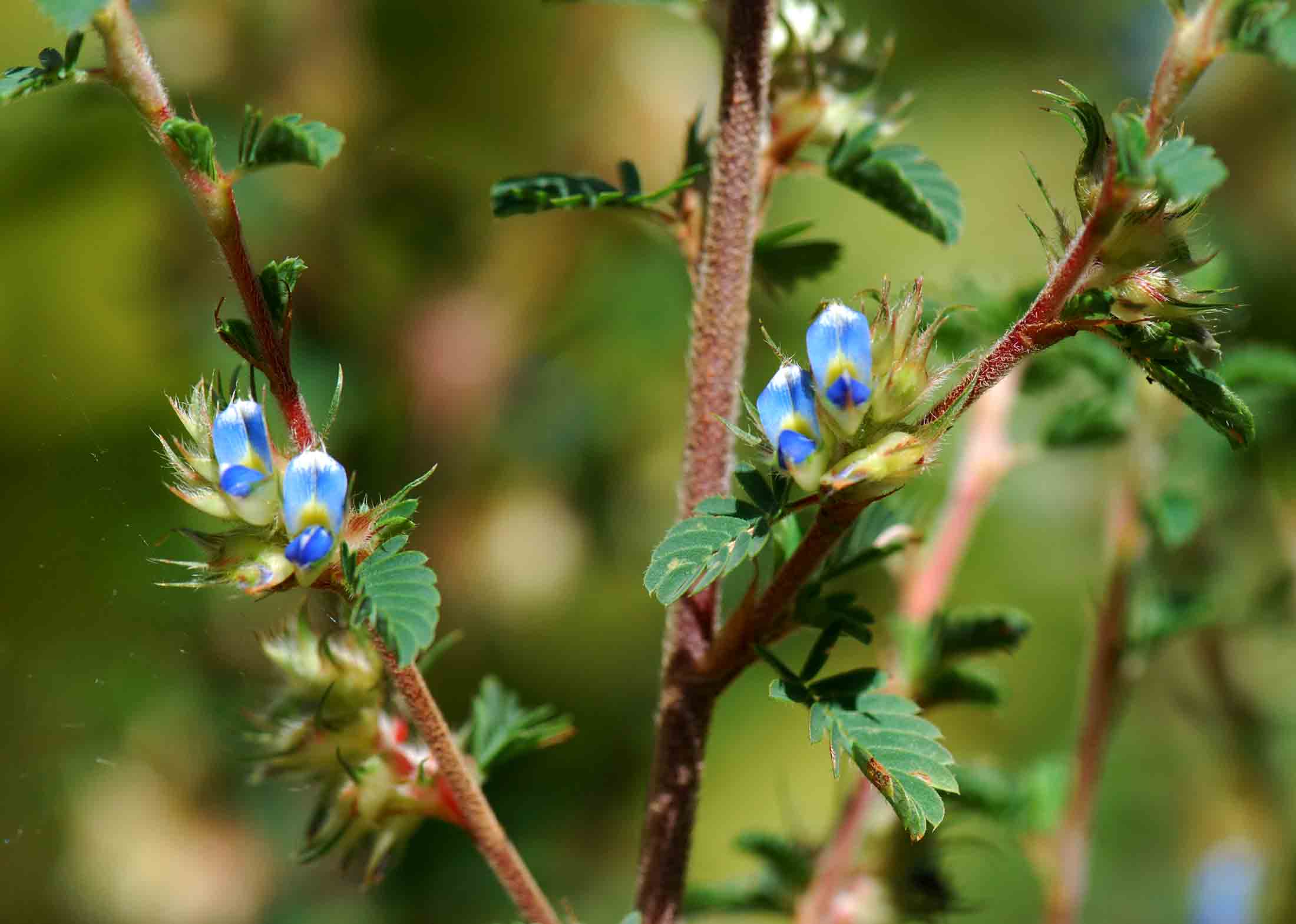 Kotschya strigosa var. strigosa