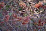 Kotschya strobilantha var. strobilantha