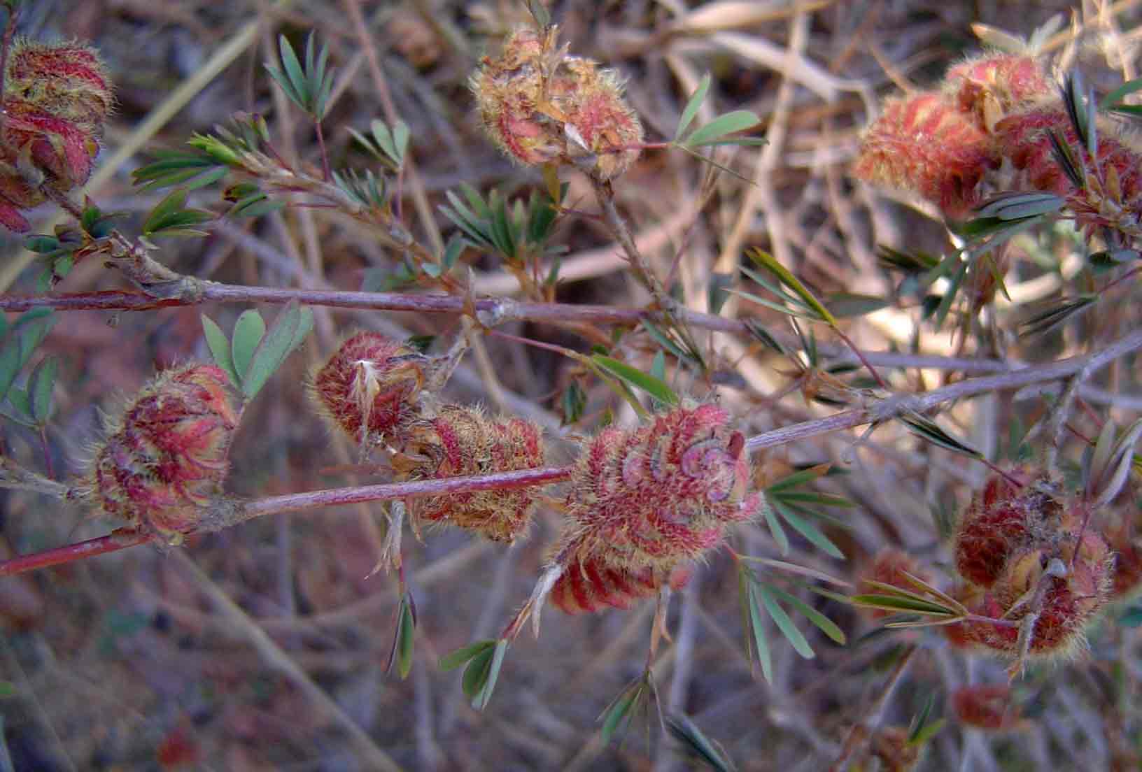 Kotschya strobilantha var. strobilantha