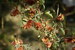 Kotschya strobilantha var. strobilantha