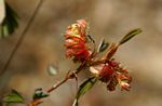 Kotschya strobilantha var. strobilantha