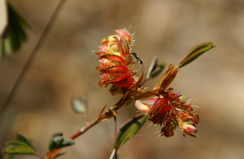 Kotschya strobilantha var. strobilantha