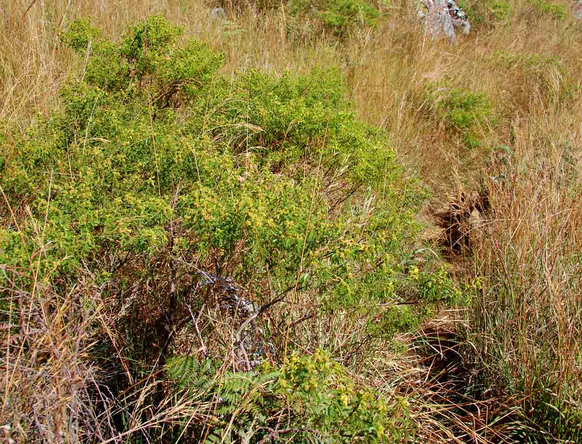 Kotschya thymodora subsp. thymodora
