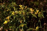 Kotschya thymodora subsp. thymodora