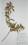 Kotschya thymodora subsp. thymodora
