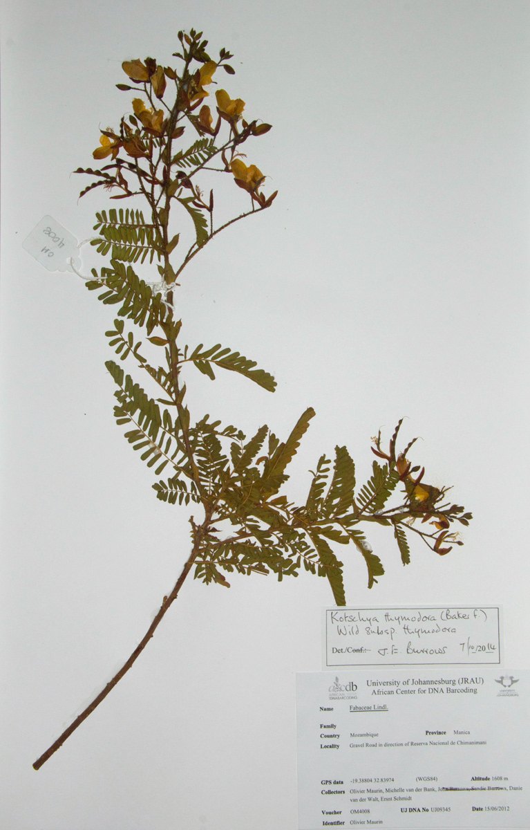 Kotschya thymodora subsp. thymodora