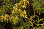 Kotschya thymodora subsp. thymodora