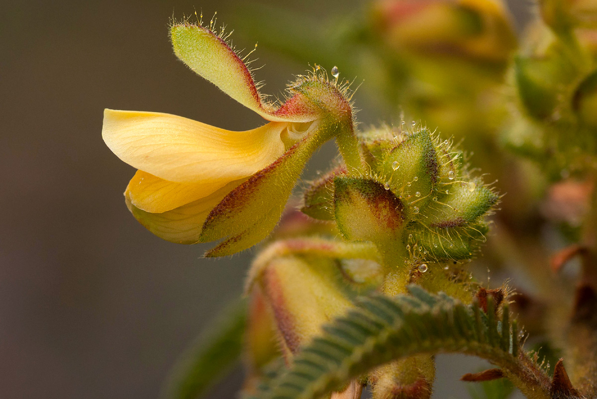 Kotschya thymodora subsp. thymodora