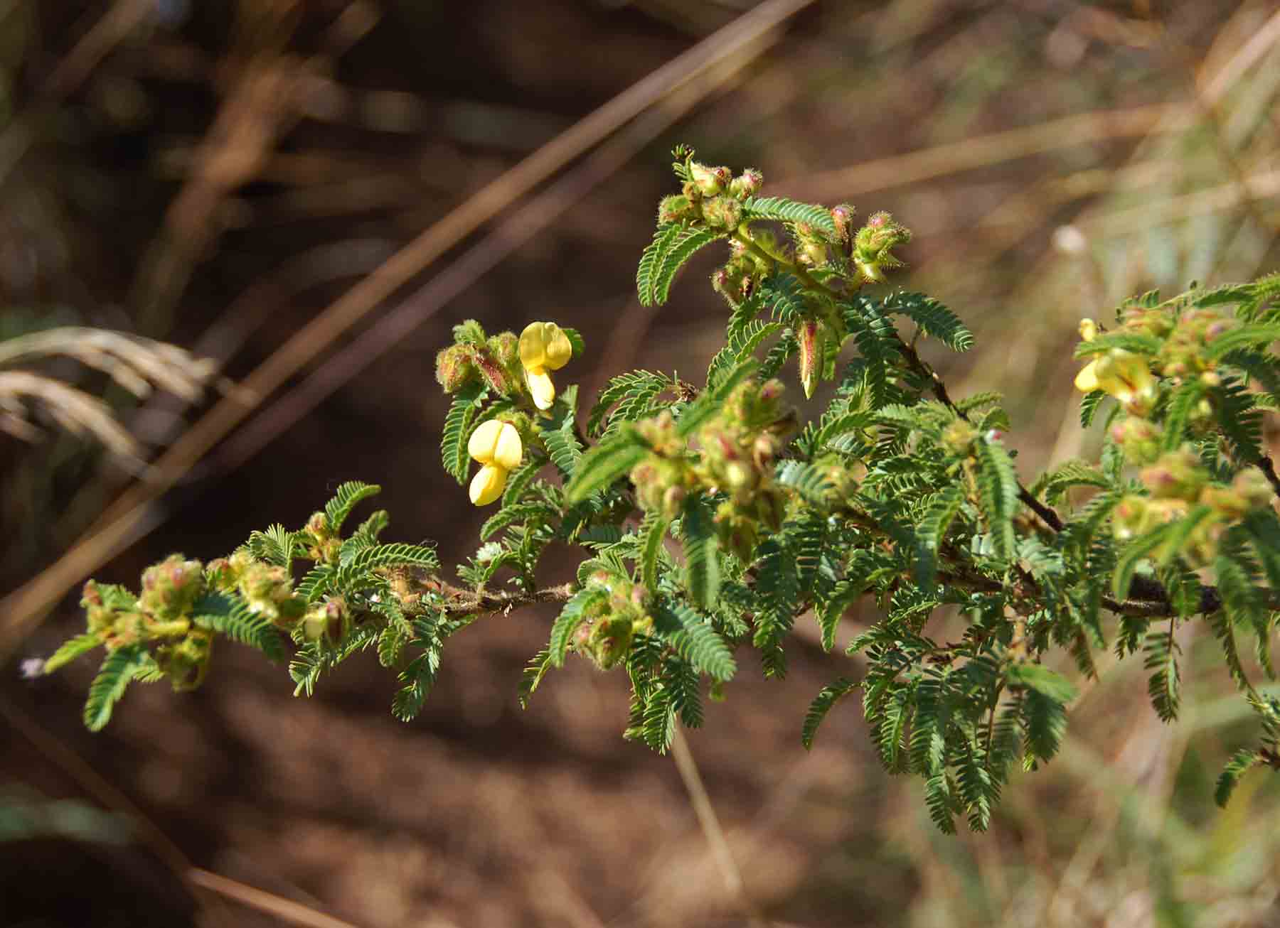 Kotschya thymodora subsp. thymodora
