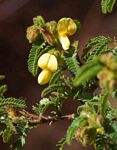 Kotschya thymodora subsp. thymodora
