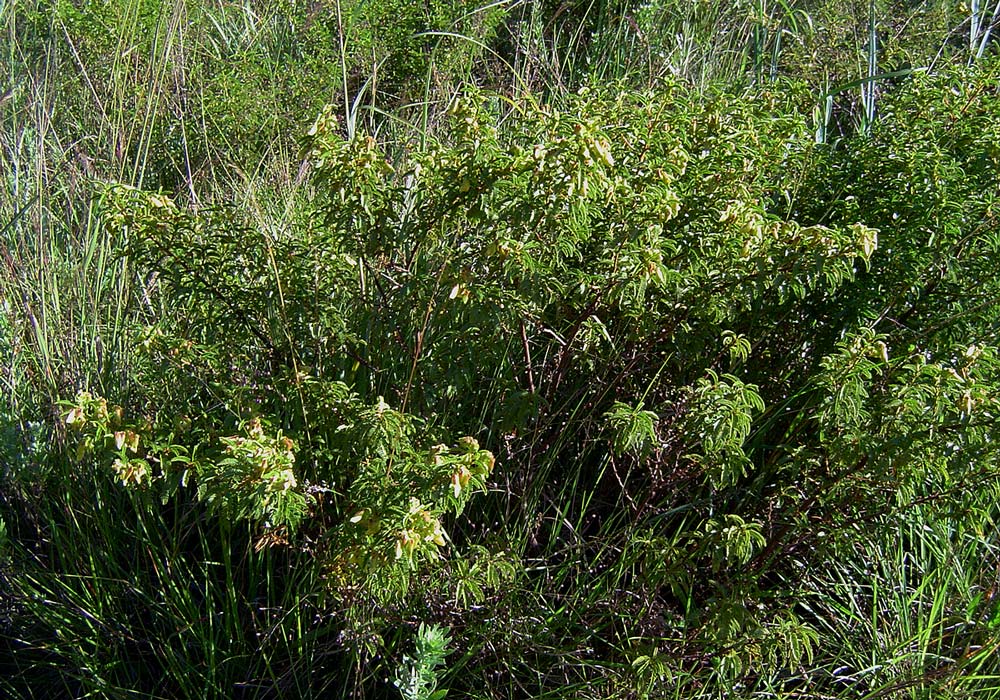 Kotschya thymodora subsp. thymodora