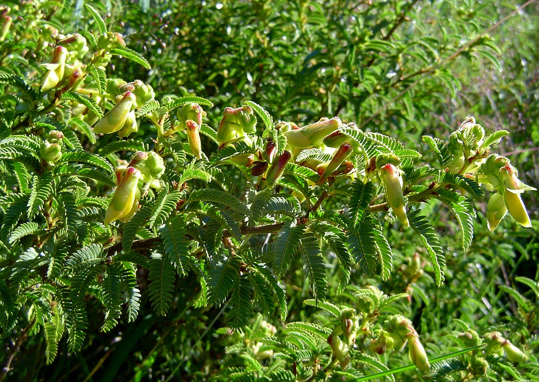 Kotschya thymodora subsp. thymodora