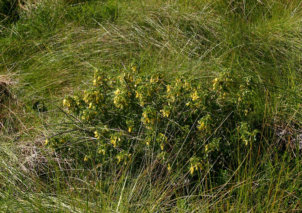 Kotschya thymodora subsp. thymodora
