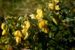 Kotschya thymodora subsp. thymodora
