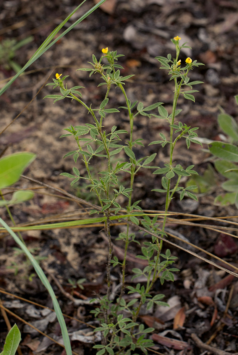 Stylosanthes fruticosa
