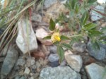 Stylosanthes fruticosa