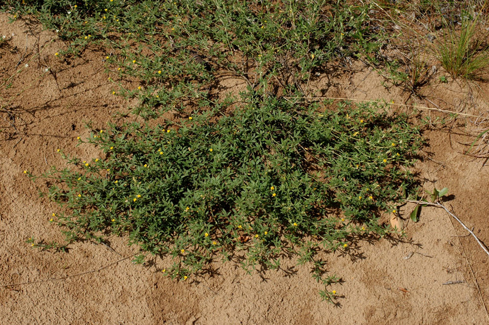 Stylosanthes fruticosa