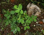 Arachis hypogaea