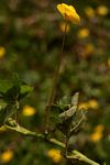 Arachis hypogaea