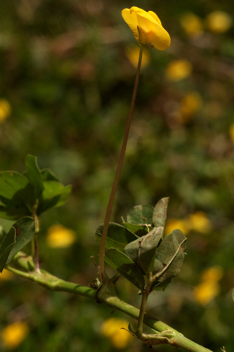 Arachis hypogaea