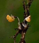 Arachis hypogaea