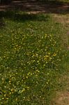 Arachis hypogaea