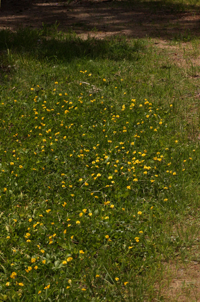 Arachis hypogaea