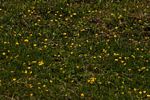 Arachis hypogaea