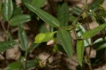 Zornia glochidiata