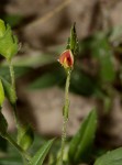 Zornia glochidiata