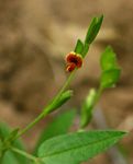 Zornia glochidiata