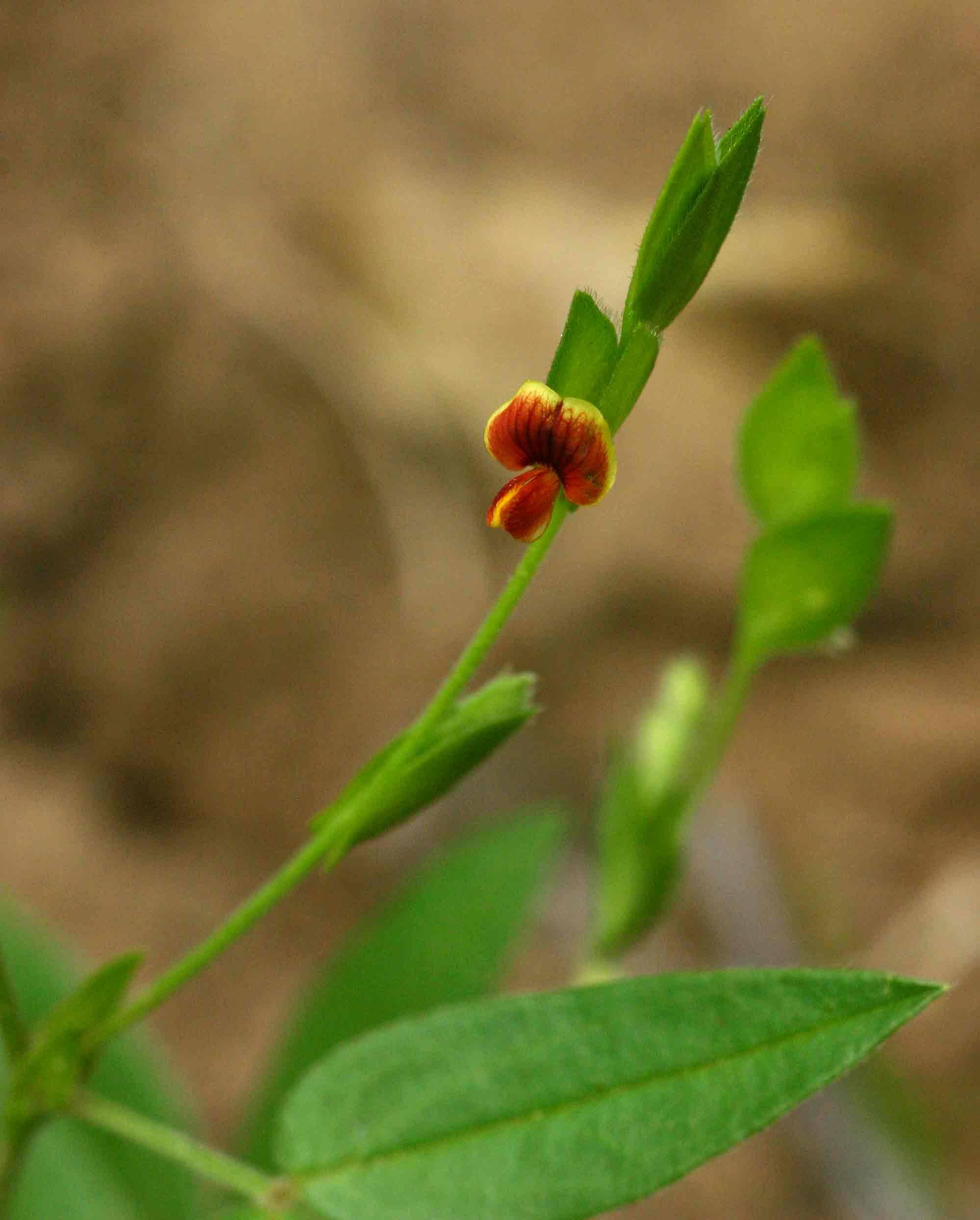 Zornia glochidiata